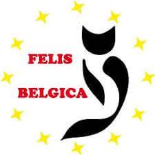 felis belgica